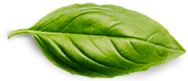 CHI SIAMO Basil Leaf